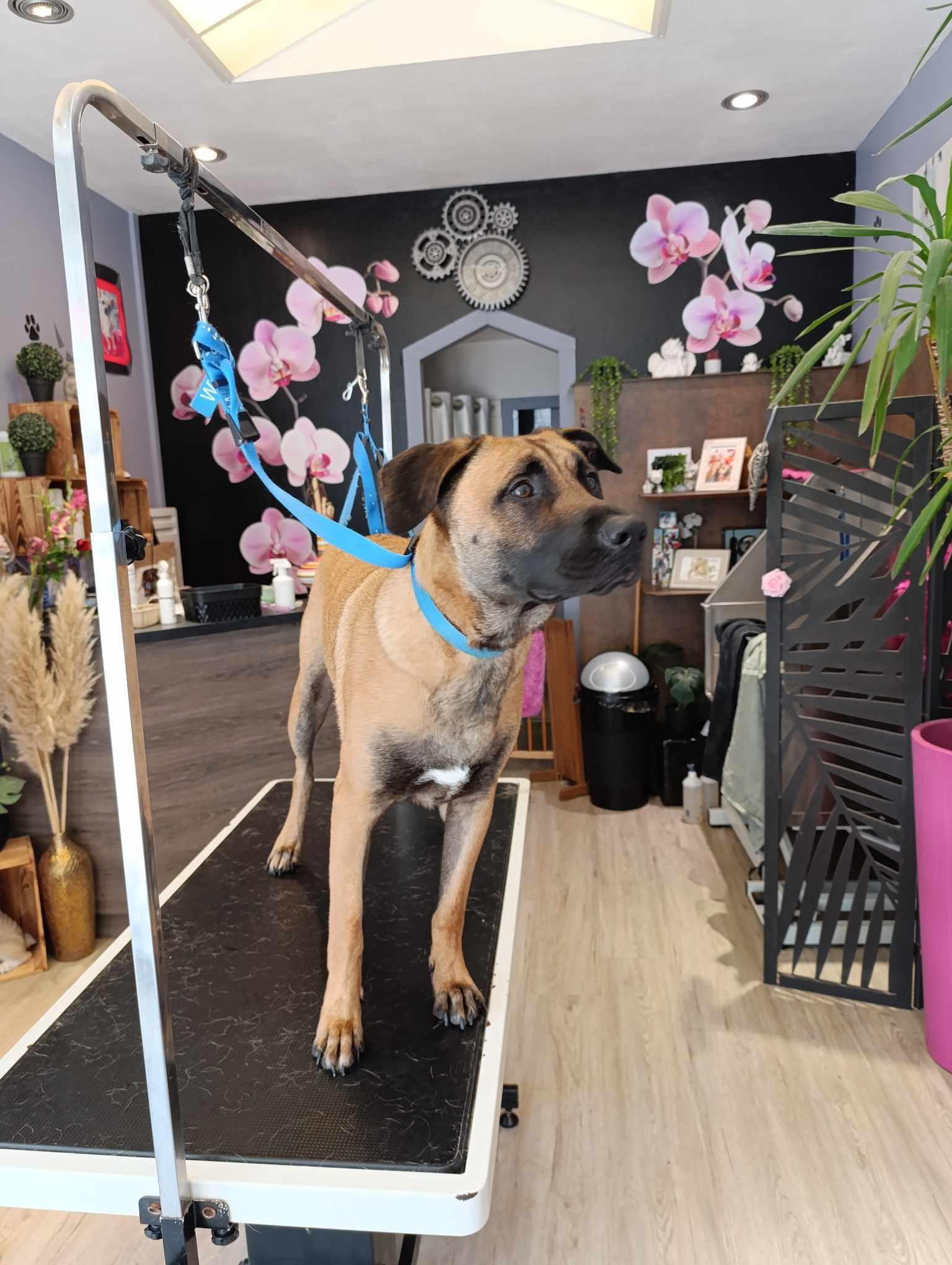 La toiletteuse et un chien fraîchement toiletté